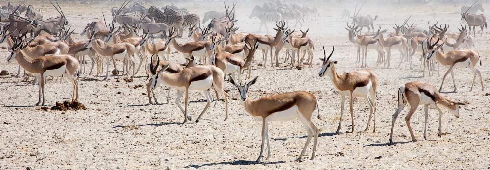 Springbok herd